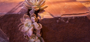 Ghost plants growing in crack in rock