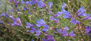 Penstemon flowers